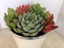Medium Succulent Plant - Arrangement In Round, White Enameled Planter With A Metal Rim. Beautiful, Completely Assembled Dish Garden.. -Green Aura il fullxfull.1217181624 oz4r