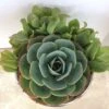 Medium Succulent Plant - Arrangement In Round, Green Enameled Planter With A Metal Rim. Beautiful, Completely Assembled Dish Garden.. -Green Aura il fullxfull.1217189162 f6jh