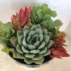 Medium Succulent Plant - Arrangement In Round, White Enameled Planter With A Metal Rim. Beautiful, Completely Assembled Dish Garden.. -Green Aura il fullxfull.1264406267 dhmx