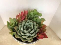Medium Succulent Plant - Arrangement In Round, White Enameled Planter With A Metal Rim. Beautiful, Completely Assembled Dish Garden.. -Green Aura il fullxfull.1264406305 cl9m