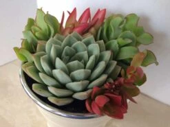 Medium Succulent Plant - Arrangement In Round, White Enameled Planter With A Metal Rim. Beautiful, Completely Assembled Dish Garden.. -Green Aura il fullxfull.1264406333 ce7q