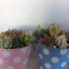 Medium Succulent Arrangement In A Polka Dot Pail Planter. Beautiful, Completely Assembled Dish Garden. -Green Aura il fullxfull.1274746114 bsyy