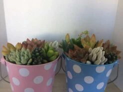 Medium Succulent Arrangement In A Polka Dot Pail Planter. Beautiful, Completely Assembled Dish Garden.
