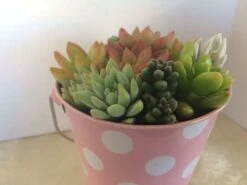 Medium Succulent Arrangement In A Polka Dot Pail Planter. Beautiful, Completely Assembled Dish Garden. -Green Aura il fullxfull.1274746116 kmtd
