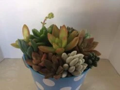 Medium Succulent Arrangement In A Polka Dot Pail Planter. Beautiful, Completely Assembled Dish Garden. -Green Aura il fullxfull.1321984281 bgti