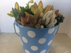 Medium Succulent Arrangement In A Polka Dot Pail Planter. Beautiful, Completely Assembled Dish Garden. -Green Aura il fullxfull.1321984867 i565