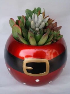 Medium Succulent Plant In A Ceramic Santa Ball Planter 9 Medium Succulent Plant In A Ceramic Santa Ball Planter -Green Aura il fullxfull.1369447308 ctxk