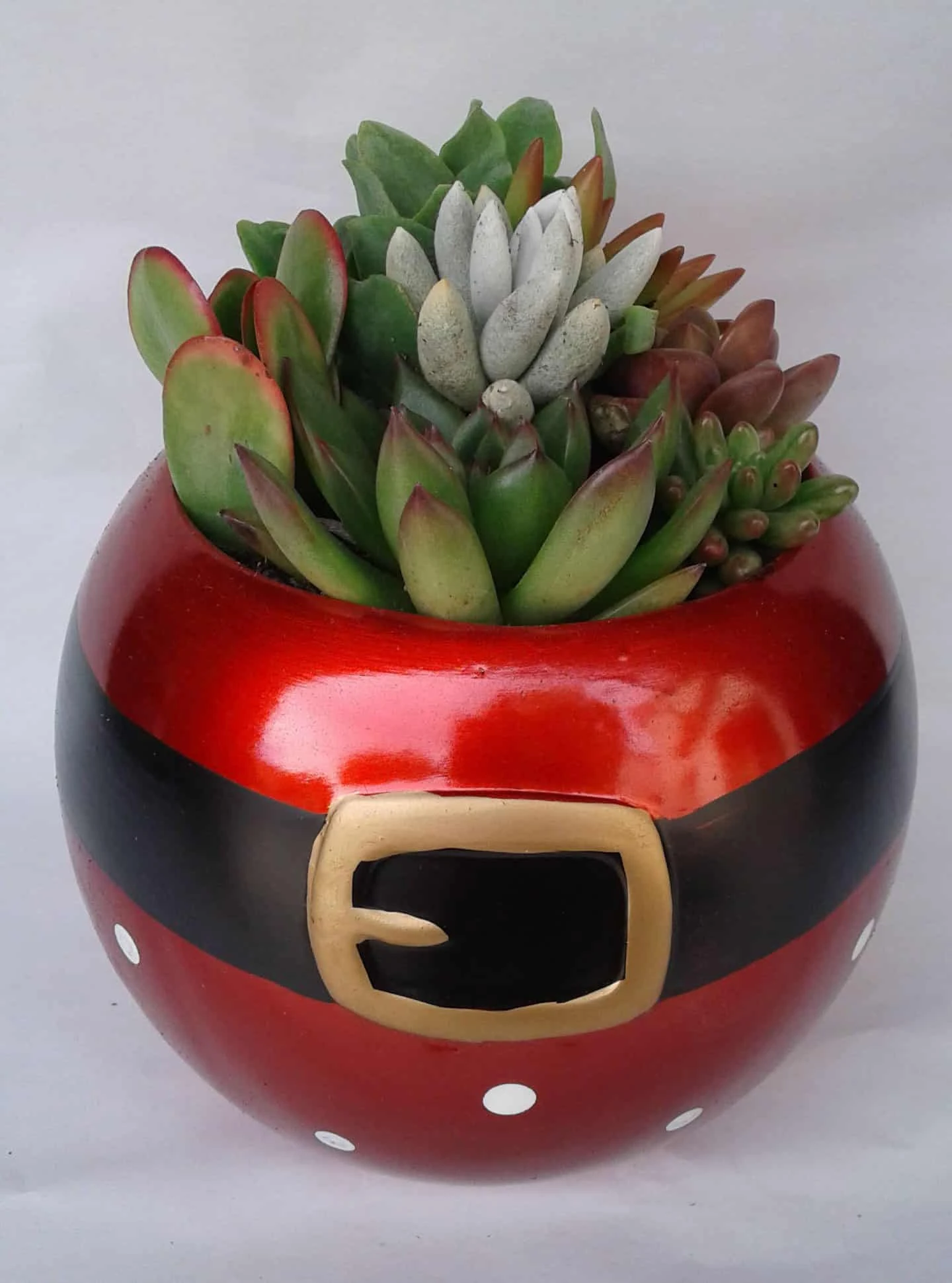 Medium Succulent Plant In A Ceramic Santa Ball Planter 4 Medium Succulent Plant In A Ceramic Santa Ball Planter - Image 2