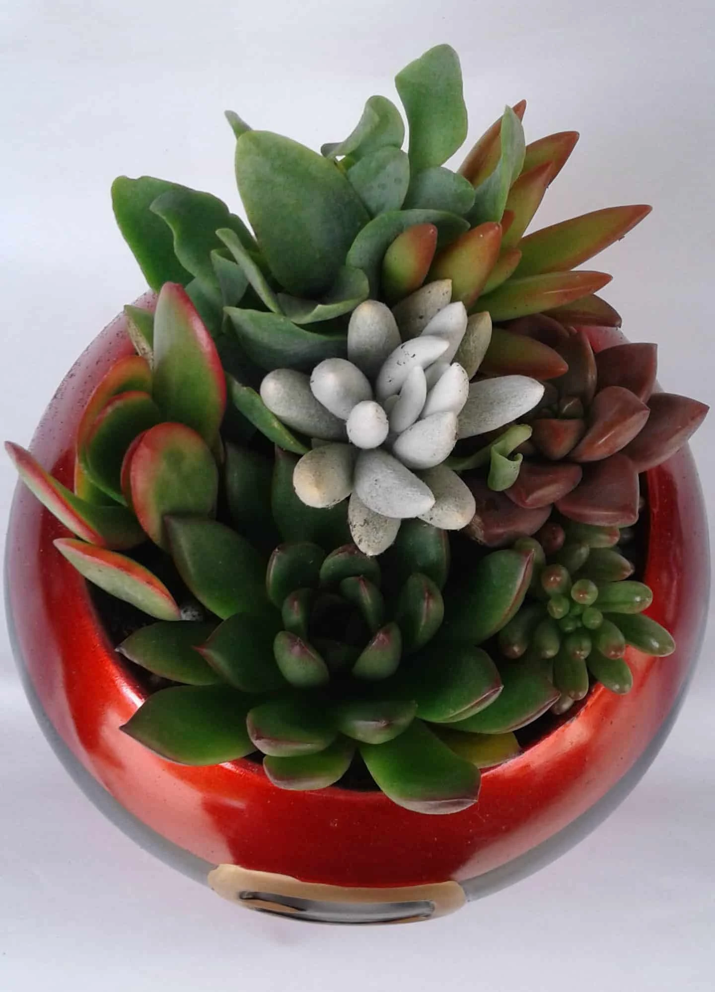 Medium Succulent Plant In A Ceramic Santa Ball Planter 6 Medium Succulent Plant In A Ceramic Santa Ball Planter - Image 4