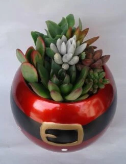 Medium Succulent Plant In A Ceramic Santa Ball Planter 12 Medium Succulent Plant In A Ceramic Santa Ball Planter -Green Aura il fullxfull.1369447938 se5v