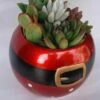 Medium Succulent Plant In A Ceramic Santa Ball Planter -Green Aura il fullxfull.1369448224 rqfu