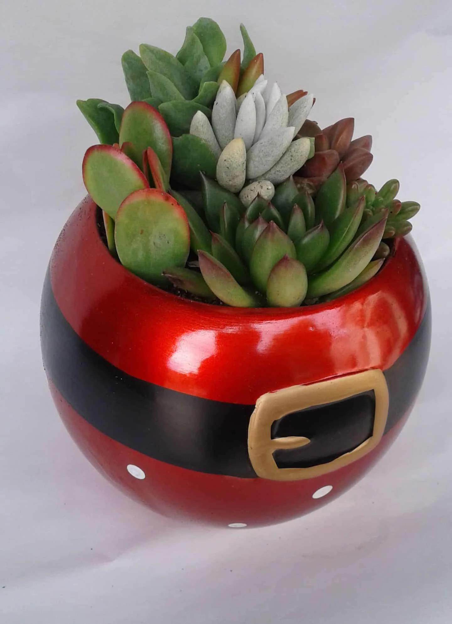 Medium Succulent Plant In A Ceramic Santa Ball Planter 3 Medium Succulent Plant In A Ceramic Santa Ball Planter