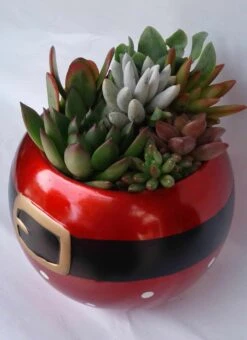 Medium Succulent Plant In A Ceramic Santa Ball Planter 13 Medium Succulent Plant In A Ceramic Santa Ball Planter -Green Aura il fullxfull.1369448586 jmch