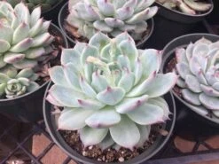 Large Succulent Plant Echeveria Tippy Pale Blue Rosette With Pointed Red Tips -Green Aura il fullxfull.1399731108 6zx6