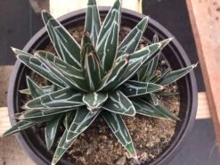 Large Succulent Plant Agave Regina. Star Shaped, Spiked Rosette. -Green Aura il fullxfull.1434188244 tupf