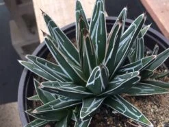 Large Succulent Plant Agave Regina. Star Shaped, Spiked Rosette. -Green Aura il fullxfull.1434188326 4rfu