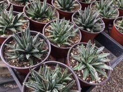 Large Succulent Plant Agave Regina. Star Shaped, Spiked Rosette. -Green Aura il fullxfull.1434188720 ir4f