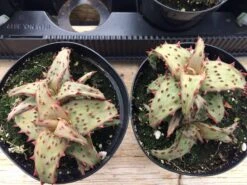 Medium Succulent Plant - Castilloniae Aloe. An Extremely Rare And Unique Aloe. A Beautifully Different Shape And Color. -Green Aura il fullxfull.1438610164 3rmb