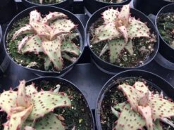 Medium Succulent Plant - Castilloniae Aloe. An Extremely Rare And Unique Aloe. A Beautifully Different Shape And Color. -Green Aura il fullxfull.1438610176 qeyv