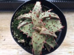 Medium Succulent Plant - Castilloniae Aloe. An Extremely Rare And Unique Aloe. A Beautifully Different Shape And Color.