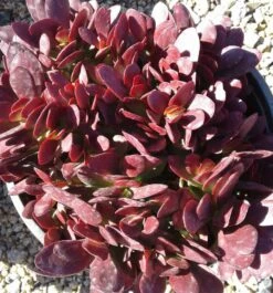 Large Succulent Plant Crassula Platyphylla. Beautifully Colored Deep Red Succulent. -Green Aura il fullxfull.1440380710 eokz
