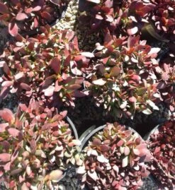 Large Succulent Plant Crassula Platyphylla. Beautifully Colored Deep Red Succulent. -Green Aura il fullxfull.1440381048 s29l