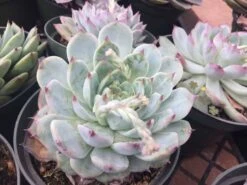 Large Succulent Plant Echeveria Tippy Pale Blue Rosette With Pointed Red Tips -Green Aura il fullxfull.1447006143 2ual
