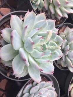 Large Succulent Plant Echeveria Tippy Pale Blue Rosette With Pointed Red Tips -Green Aura il fullxfull.1447006145 feka