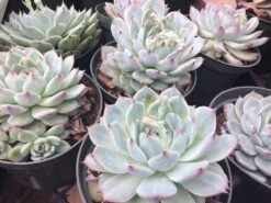 Large Succulent Plant Echeveria Tippy Pale Blue Rosette With Pointed Red Tips -Green Aura il fullxfull.1447006151 g9c9