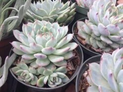 Large Succulent Plant Echeveria Tippy Pale Blue Rosette With Pointed Red Tips -Green Aura il fullxfull.1447006155 rjg1