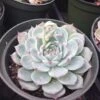 Large Succulent Plant Echeveria Tippy Pale Blue Rosette With Pointed Red Tips -Green Aura il fullxfull.1447006157 8sz1