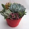 Large Succulent Arrangement In A Red Heart Patterned Fabric Covered Planter. Beautiful, Completely Assembled Dish Garden. -Green Aura il fullxfull.1448741847 czur