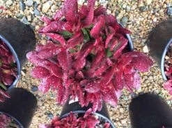 Large Succulent Plant Crassula Platyphylla. Beautifully Colored Deep Red Succulent. -Green Aura il fullxfull.1449031262 qu1l