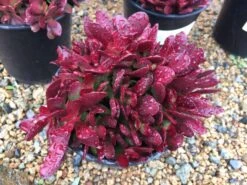 Large Succulent Plant Crassula Platyphylla. Beautifully Colored Deep Red Succulent. -Green Aura il fullxfull.1449031328 pnap