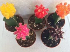 Cactus Plant -Small Grafted 'Moon Cactus' Assortment.
