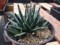 Large Succulent Plant Agave Regina. Star Shaped, Spiked Rosette. -Green Aura il fullxfull.1481444161 8orm