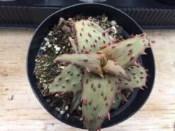 Medium Succulent Plant - Castilloniae Aloe. An Extremely Rare And Unique Aloe. A Beautifully Different Shape And Color. -Green Aura il fullxfull.1485866101 8uq2