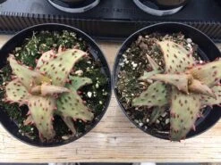 Medium Succulent Plant - Castilloniae Aloe. An Extremely Rare And Unique Aloe. A Beautifully Different Shape And Color. -Green Aura il fullxfull.1485866125 kc2r