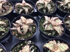 Medium Succulent Plant - Castilloniae Aloe. An Extremely Rare And Unique Aloe. A Beautifully Different Shape And Color. -Green Aura il fullxfull.1485866135 obc5