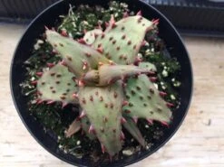 Medium Succulent Plant - Castilloniae Aloe. An Extremely Rare And Unique Aloe. A Beautifully Different Shape And Color. -Green Aura il fullxfull.1485866307 adbv