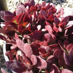 Large Succulent Plant Crassula Platyphylla. Beautifully Colored Deep Red Succulent. -Green Aura il fullxfull.1487638123 icld