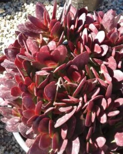 Large Succulent Plant Crassula Platyphylla. Beautifully Colored Deep Red Succulent. -Green Aura il fullxfull.1487638403 qx7z