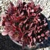 Large Succulent Plant Crassula Platyphylla. Beautifully Colored Deep Red Succulent. -Green Aura il fullxfull.1487638495 3usb