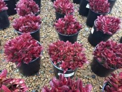 Large Succulent Plant Crassula Platyphylla. Beautifully Colored Deep Red Succulent. -Green Aura il fullxfull.1496288215 slw4