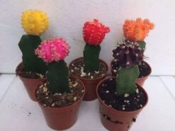 Cactus Plant -Small Grafted 'Moon Cactus' Assortment. -Green Aura il fullxfull.1526771631 id5o
