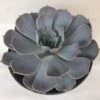 Large Succulent Plant Echeveria Alabaster Rose. A Beautiful, White Toned Rosette. -Green Aura il fullxfull.1639413918 dckj