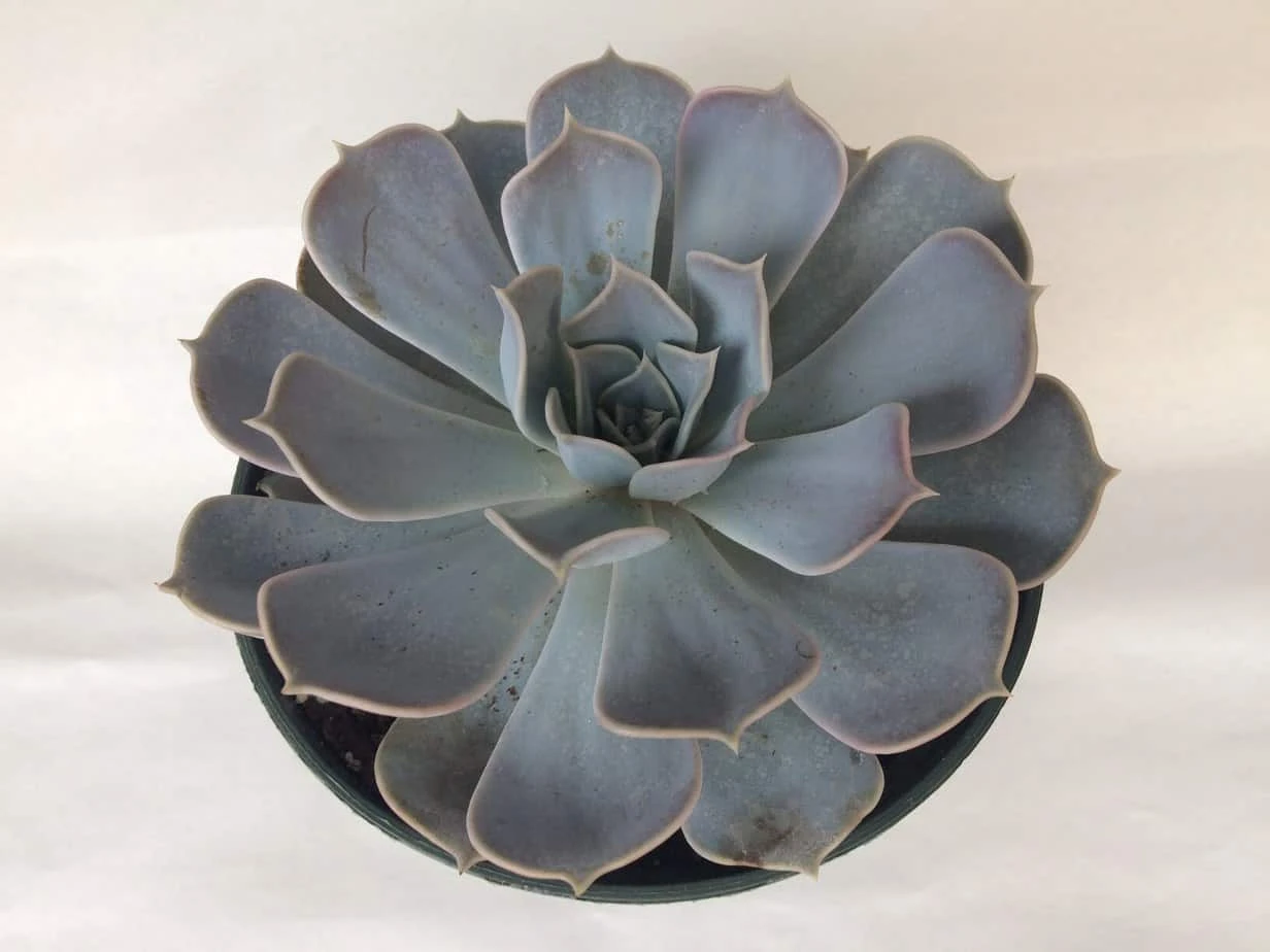 Large Succulent Plant Echeveria Alabaster Rose. A Beautiful, White Toned Rosette. 3 Large Succulent Plant Echeveria Alabaster Rose. A Beautiful, White Toned Rosette.