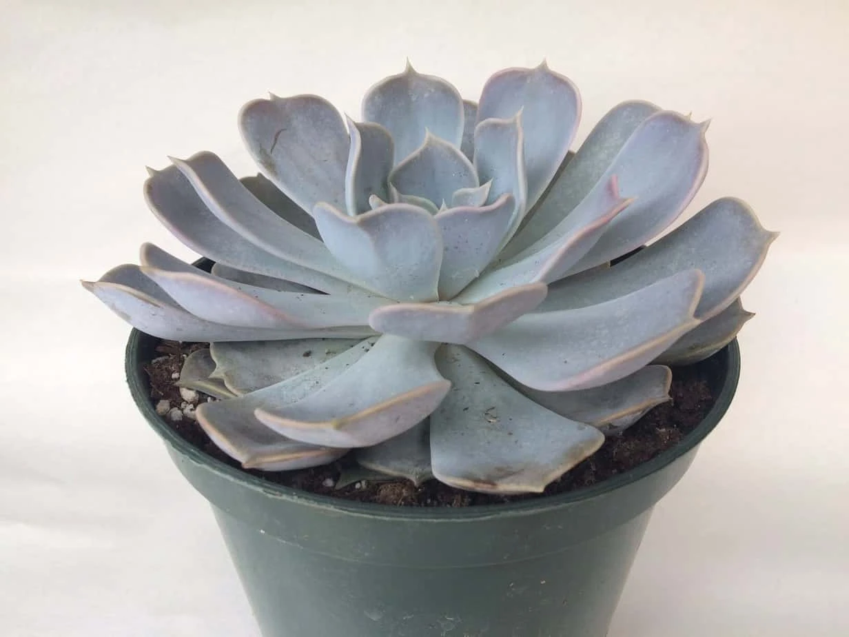 Large Succulent Plant Echeveria Alabaster Rose. A Beautiful, White Toned Rosette. 5 Large Succulent Plant Echeveria Alabaster Rose. A Beautiful, White Toned Rosette. - Image 3