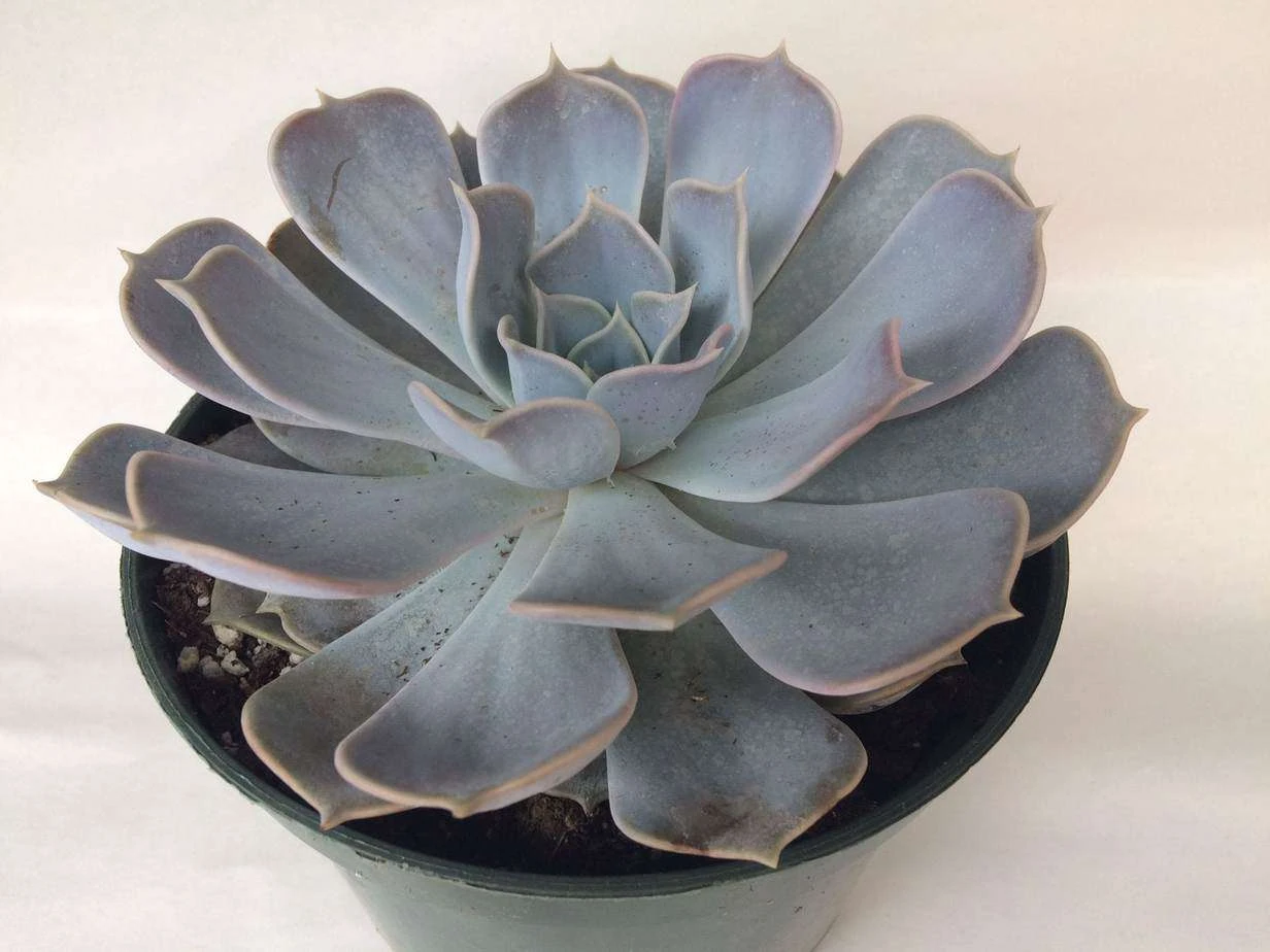 Large Succulent Plant Echeveria Alabaster Rose. A Beautiful, White Toned Rosette. 7 Large Succulent Plant Echeveria Alabaster Rose. A Beautiful, White Toned Rosette. - Image 5
