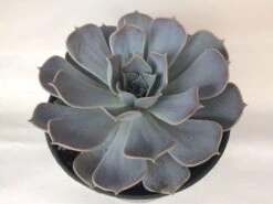 Large Succulent Plant Echeveria Alabaster Rose. A Beautiful, White Toned Rosette. 11 Large Succulent Plant Echeveria Alabaster Rose. A Beautiful, White Toned Rosette. -Green Aura il fullxfull.1639413926 74vj